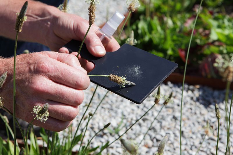 Pollenariom Kemper : un ostilh lec'hel evit rakwelet ar pikoù pollen